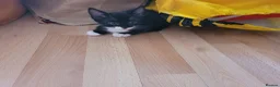 Mixed Breed cats for sale: Cute mixed breed kittens for sale in London - Advert 9