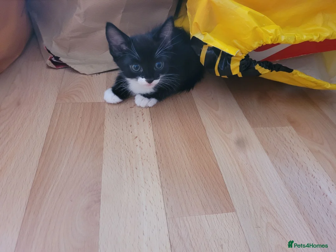 Mixed Breed cats for sale: Cute mixed breed kittens for sale in London - Advert 9