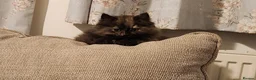 Siberian cats for sale: Pure breed Siberian Kittens for sale in Derby - Advert 8