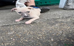Whippet dogs for sale: Whippet pups ready now  - Image 13
