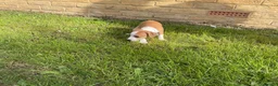 Italian Greyhound dogs for sale: Royal kennel club registered  - Advert 30