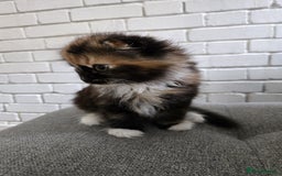 Scottish Fold cats for sale: 💖 Gorgeous Calico Scottish Fold Kitten 💖 - Image 3