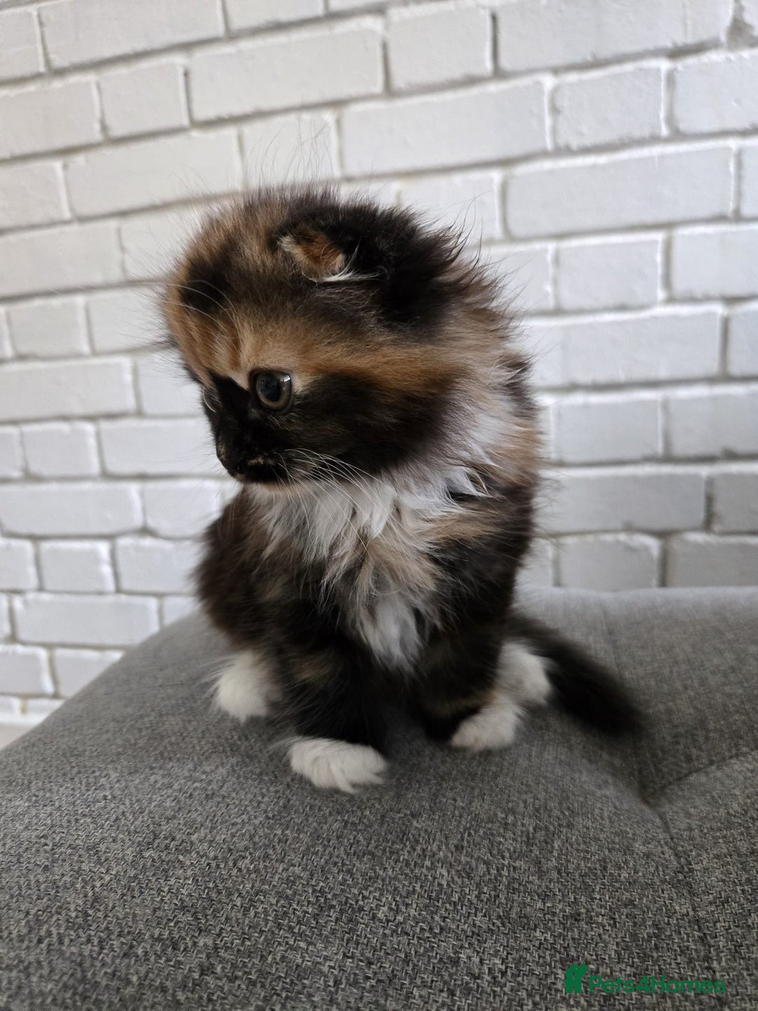 Scottish Fold cats for sale: 💖 Gorgeous Calico Scottish Fold Kitten 💖 - Image 3