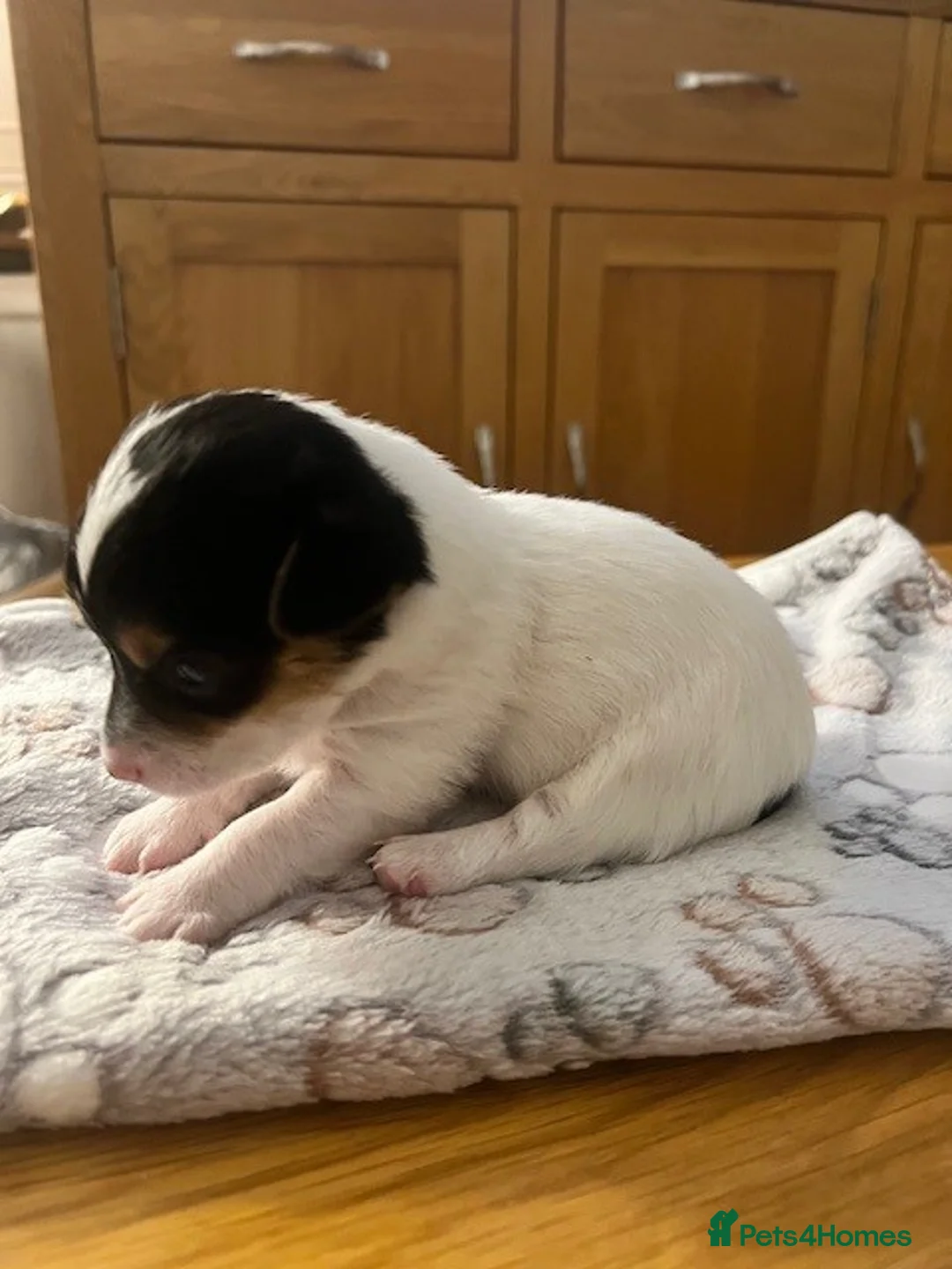 Jack Russell dogs for sale: Jack Russell Puppies - Advert 3