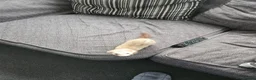 Ferret rodents for sale: Micro ferret male - Advert 1