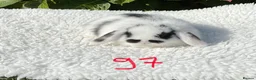 Mini Lop rabbits for sale: Pure bred mini lops baby rabbits both now sold . - Advert 4