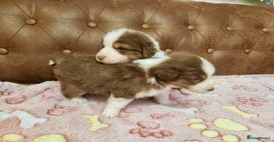 Australian Shepherd dogs - Advert 14