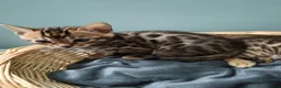 Bengal cats for sale: Tica RG pure bengels in Chesterfield - Advert 23