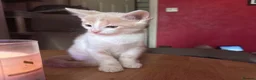 Mixed Breed cats for sale: Calico x boys  - Advert 6