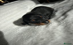 Miniature Dachshund dogs for sale: Miniature dachshund - Image 5