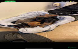 Dachshund dogs for sale: Beautiful Dachshund puppies for sale  - Image 2