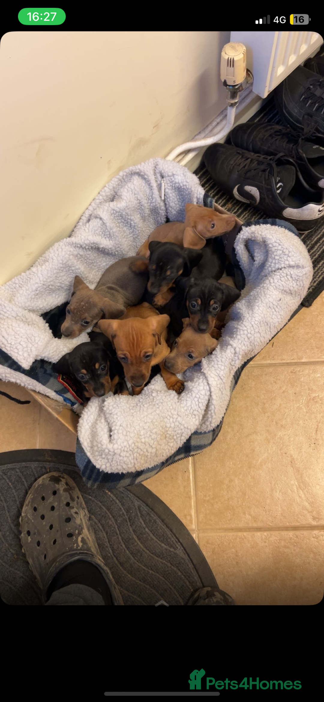 Dachshund dogs for sale: Beautiful Dachshund puppies for sale  - Image 2