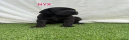 Great Dane dogs for sale: Chunky Great Dane puppies  - Advert 16