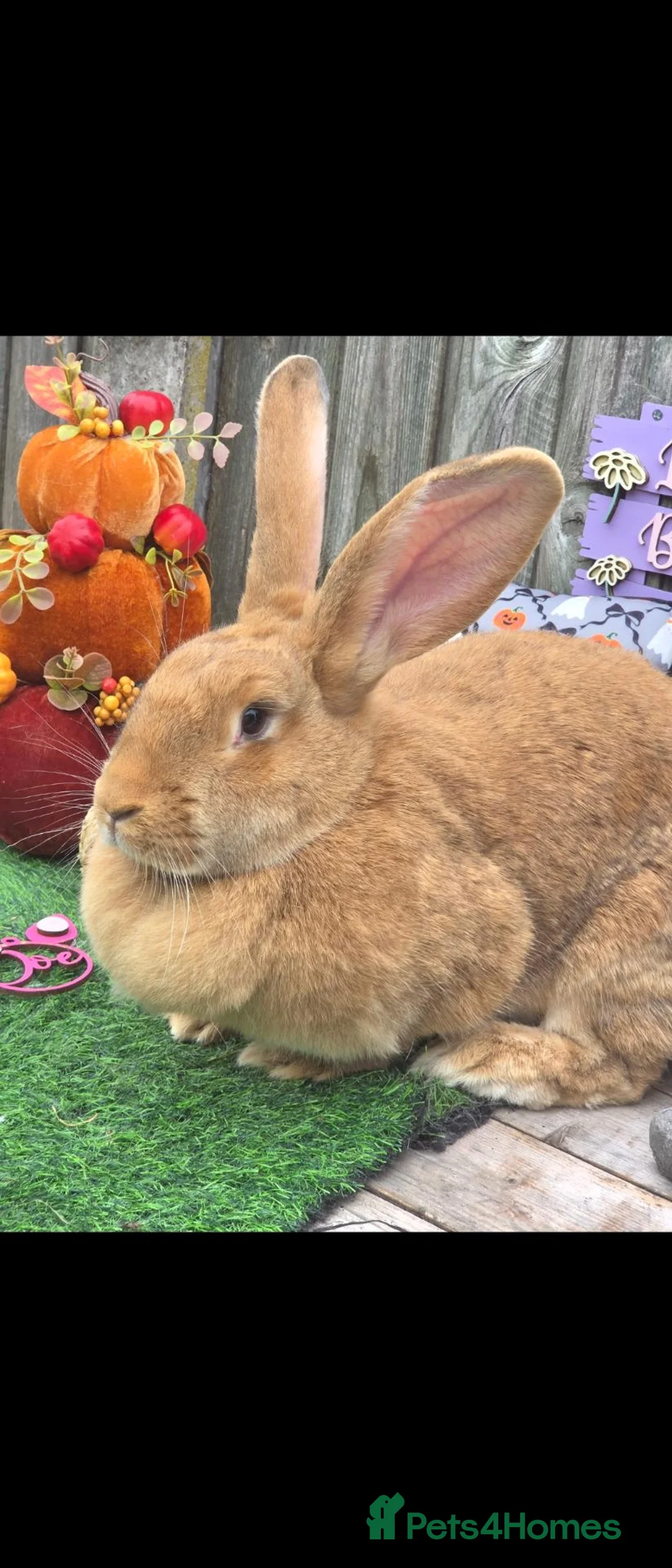 Continental Giant rabbits for sale: Orange fawn continental doe available  - Advert 2