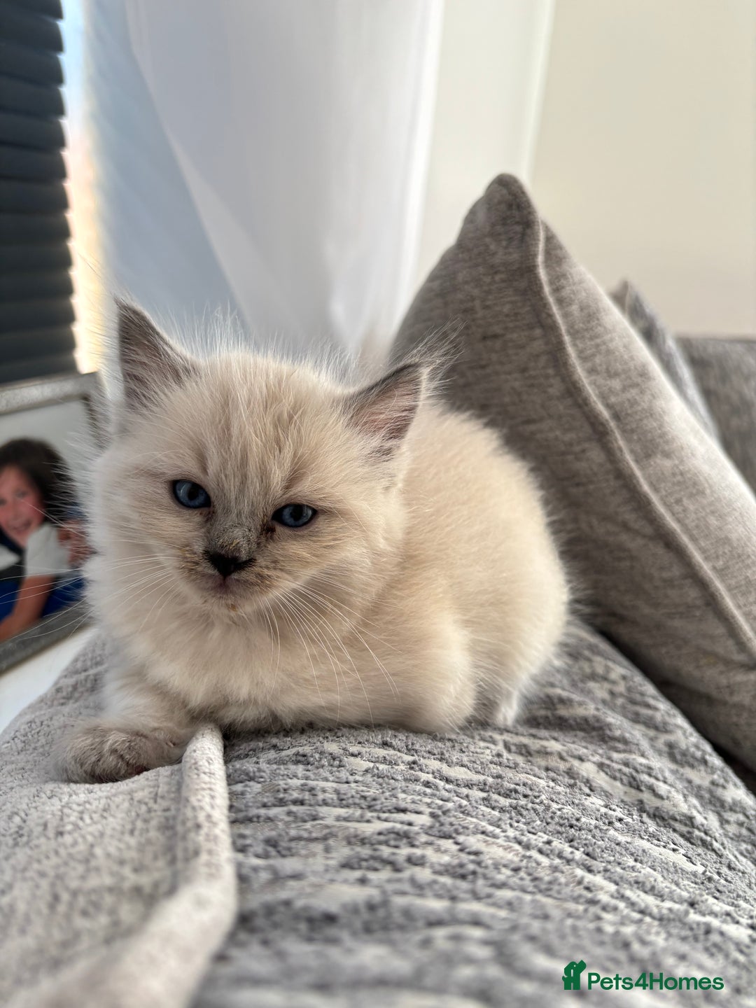 Ragdoll cats for sale: READY TO LEAVE Purebred ragdolls - Image 3