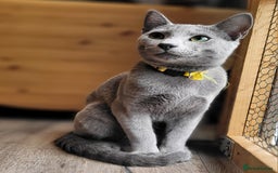 Russian Blue cats for sale: Pure Russian Blue kittens for sale  - Image 3