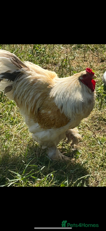 Chickens poultry - Advert 11