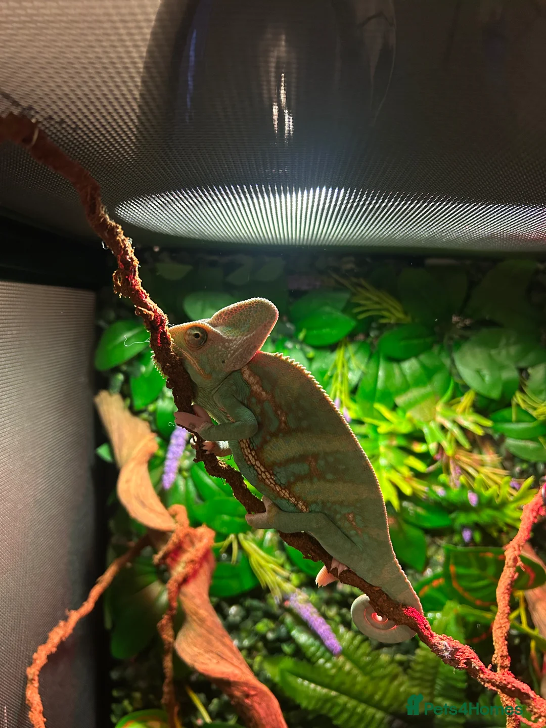 Chameleon reptiles for sale: Male Veiled chameleon  in Rotherham - Advert 1