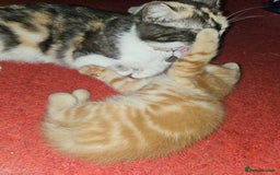 Mixed Breed cats for sale: Quarter persian fluffy kittens for sale - Image 16