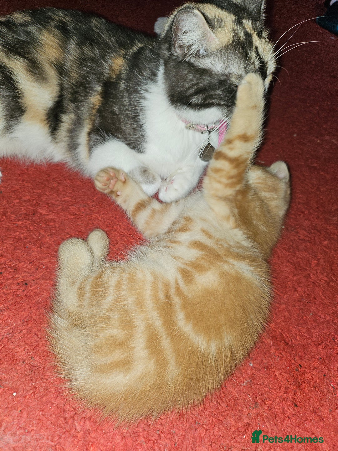 Mixed Breed cats for sale: Quarter persian fluffy kittens for sale - Image 16