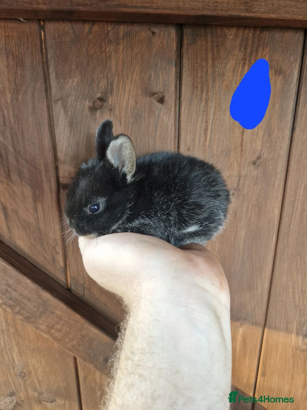 Chinchilla rodents for sale: Very friendly baby rabbits - Advert 2