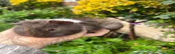 Guinea Pig rodents for sale: Gorgeous baby Guinea pigs - Advert 5