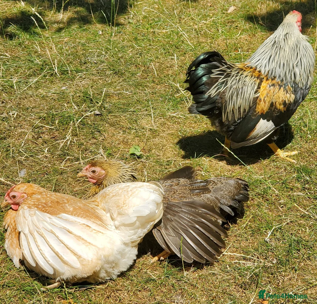Chickens poultry for sale: Wyandotte Bantam Chicks & Growers  - Advert 8
