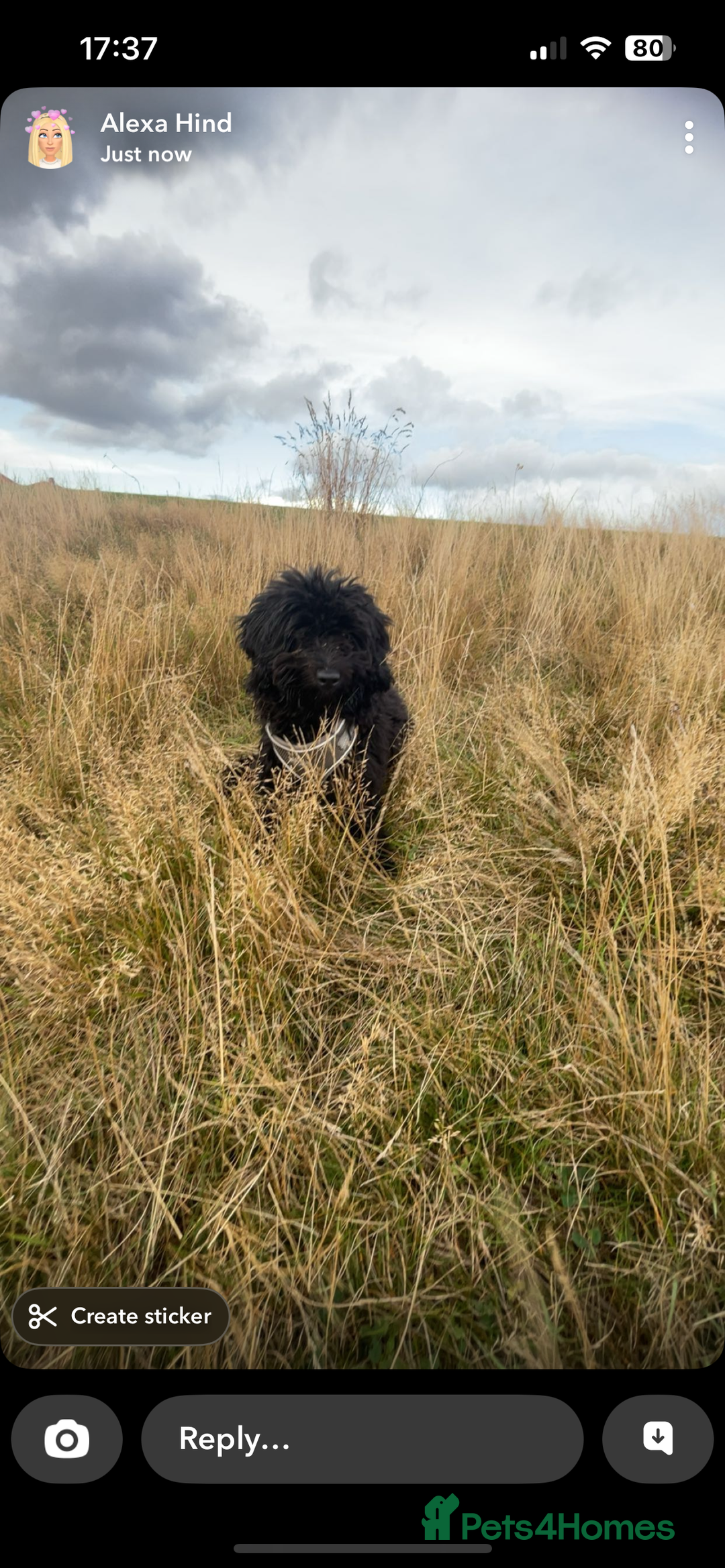 Cockapoo dogs for sale: 6 month old F1 cockapoo for sale - Image 3