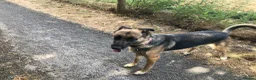 Mixed Breed dogs for sale: German Shepherd bitch family and farm guard dog - Advert 6
