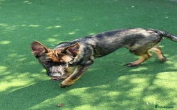 German Shepherd dogs for sale: ❤️ CAN YOU IMAGINE LIFE WITHOUT HER 🐾 😊❓  - Image 3