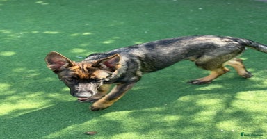 German Shepherd dogs - Advert 2