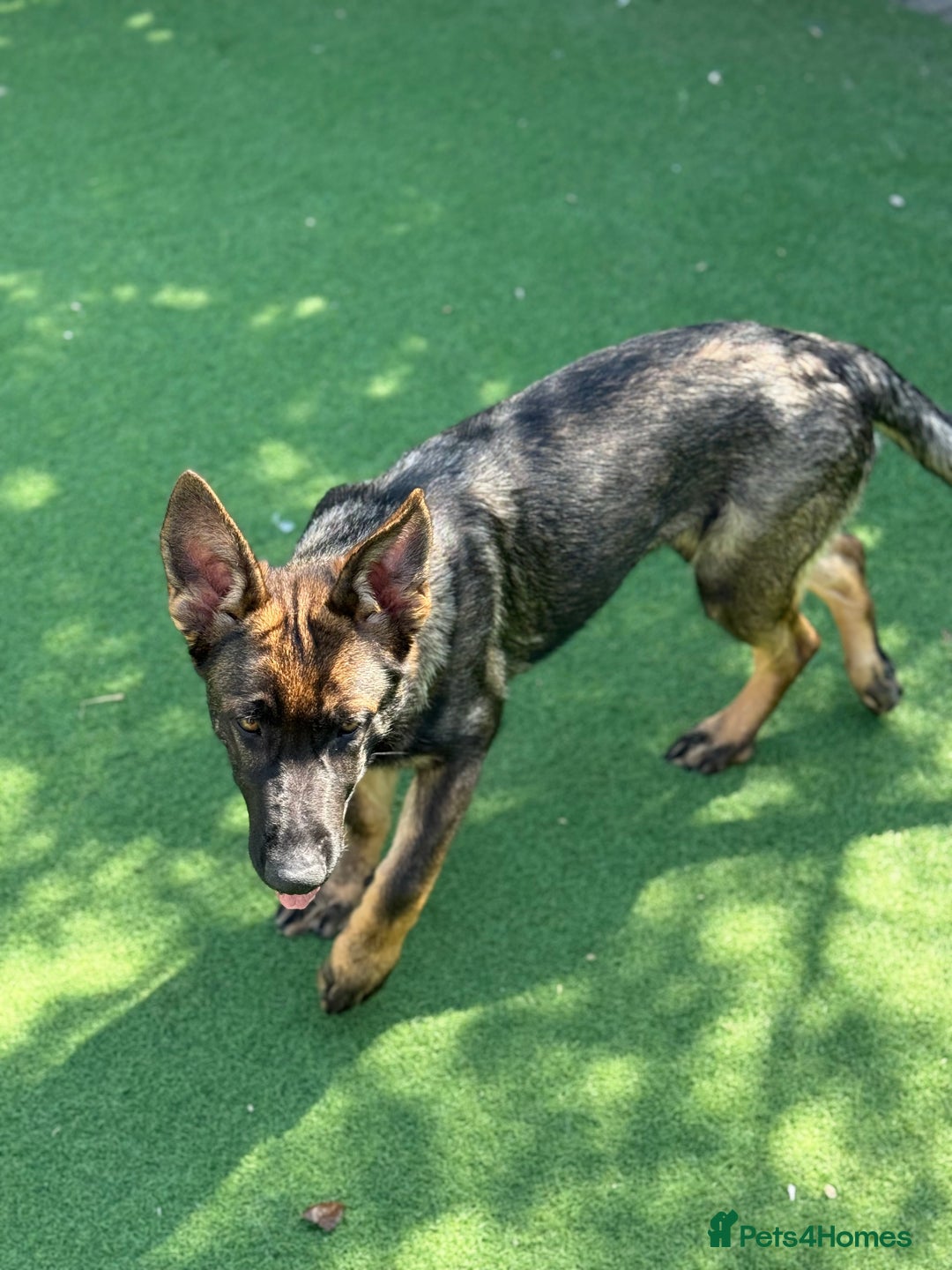 German Shepherd dogs for sale: ❤️ CAN YOU IMAGINE LIFE WITHOUT HER 🐾 😊❓  - Image 3