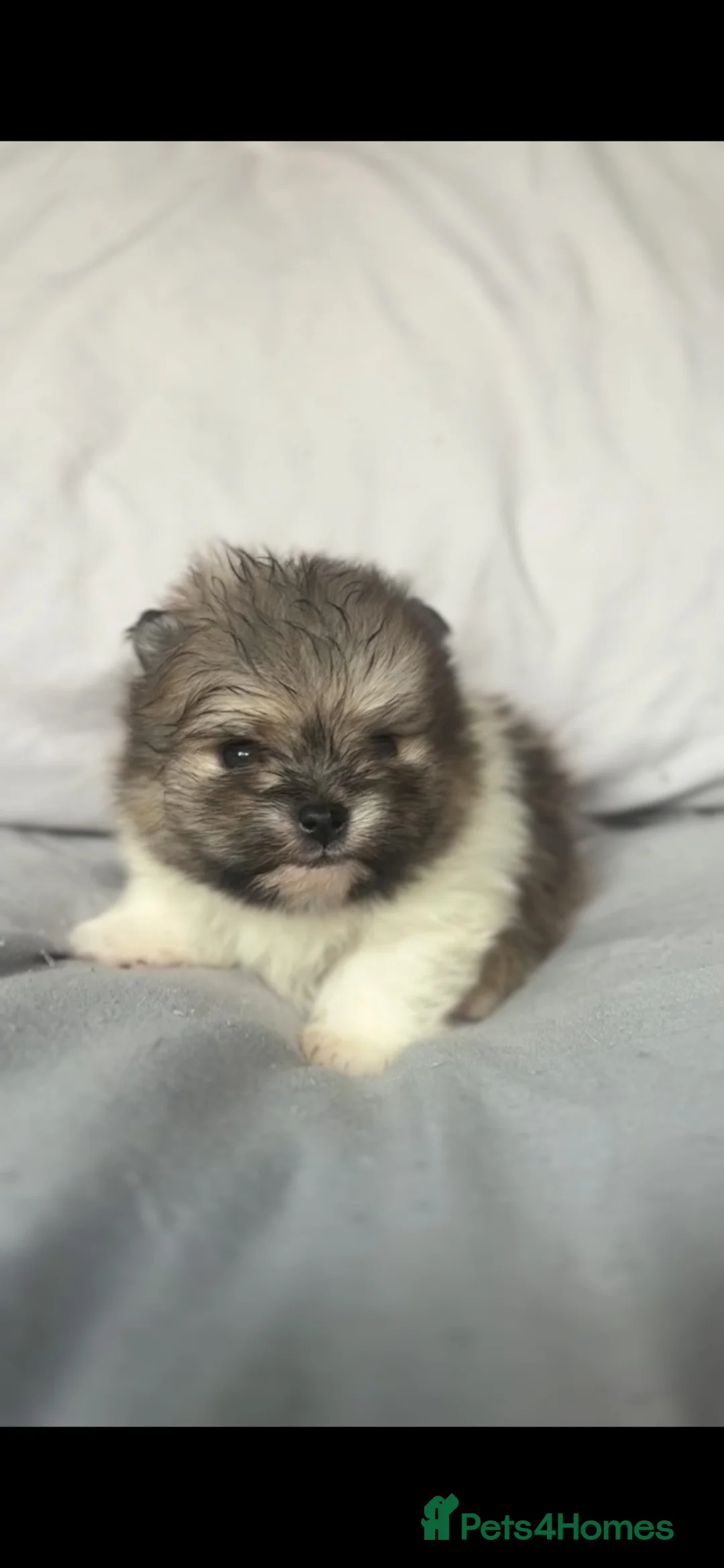 Pomeranian dogs for sale: Gorgeous Pomeranian Puppys for sale  - Advert 13