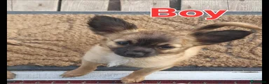 Chihuahua 1