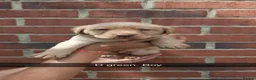 Labrador Retriever dogs for sale:  Only 5  left Litter of beautiful labradors puppys - Advert 10