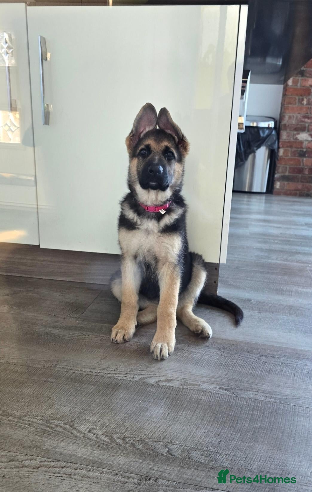 German Shepherd dogs  BEAUTIFUL GERMAN SHEPHERD PUPPIES (3 girls) - Advert 1