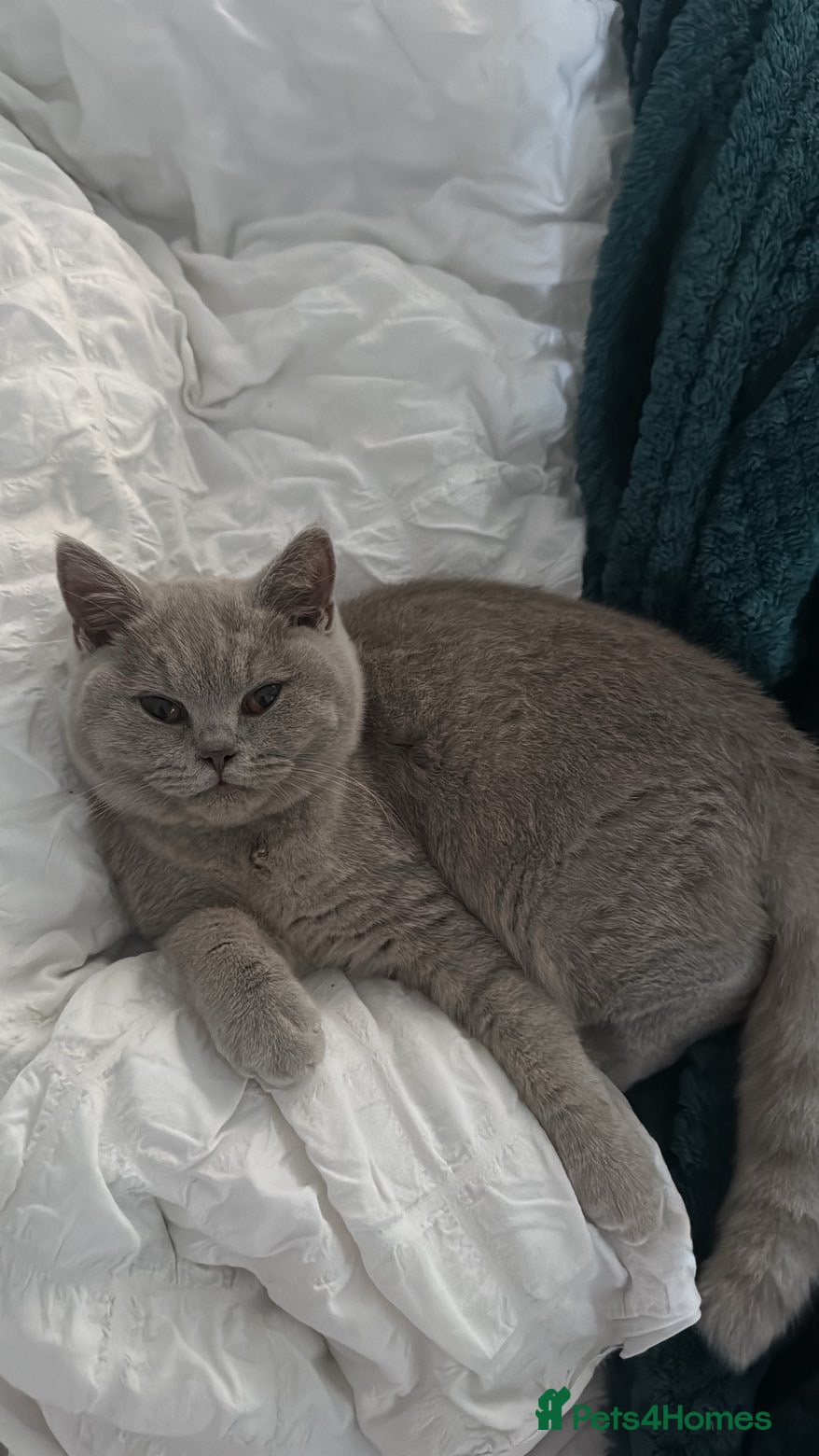 British Shorthair cats British Shorthair Lilac Kitten – GCCF Registered - Advert 6