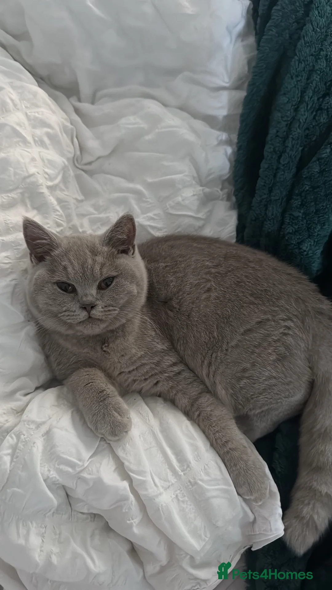 British Shorthair cats for sale: Male British Shorthair Lilac Kitten - Advert 1