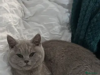 British Shorthair cats British Shorthair Lilac Kitten – GCCF Registered - Advert 6