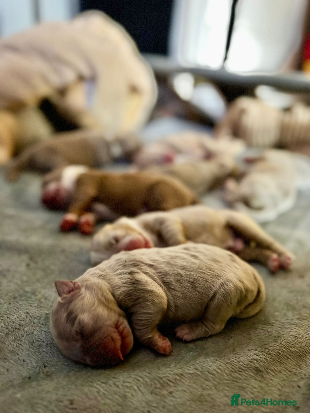 Olde English Bulldogge dogs for sale: Mammut : Fluffy Olde English Bulldog puppies. - Advert 5