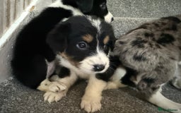 Sprollie dogs for sale: Merle sprollie puppy’s for sale.  - Image 3