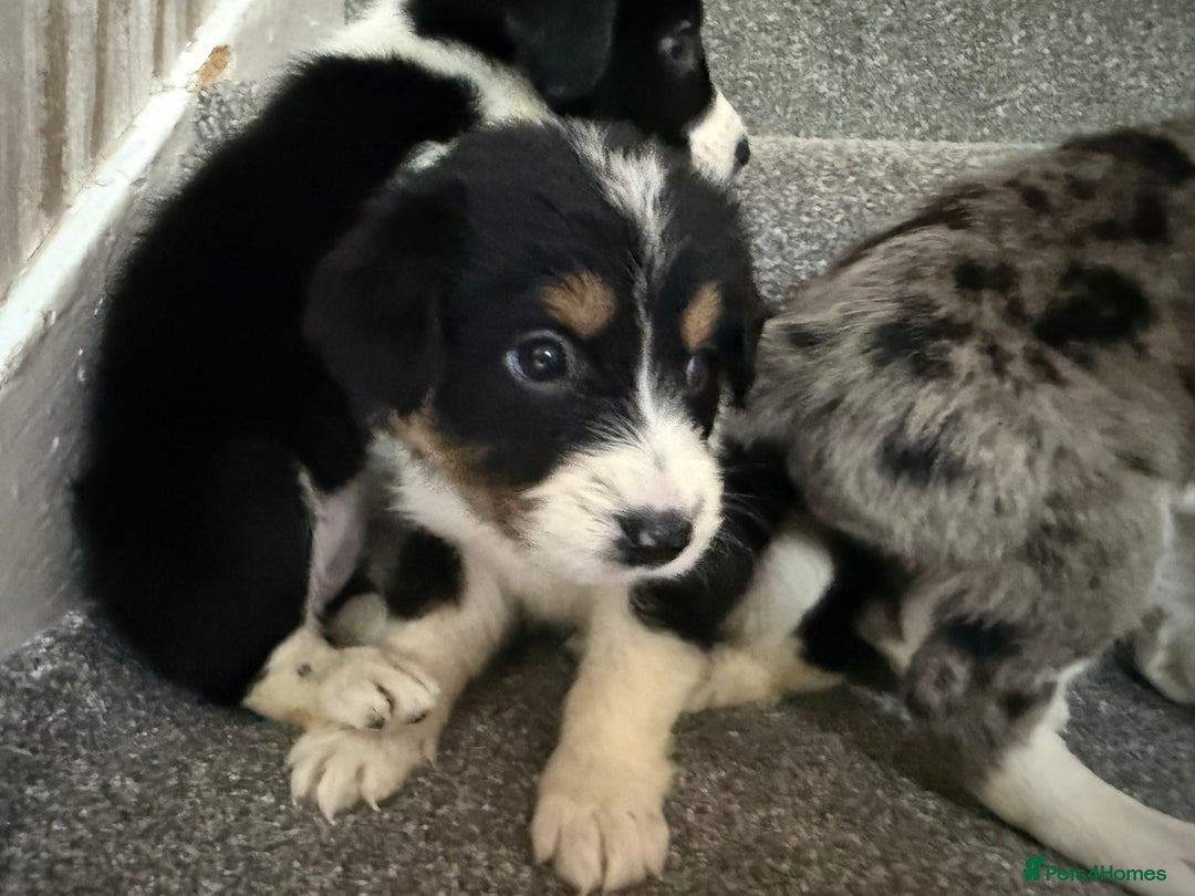 Sprollie dogs for sale: Merle sprollie puppy’s for sale.  - Image 3