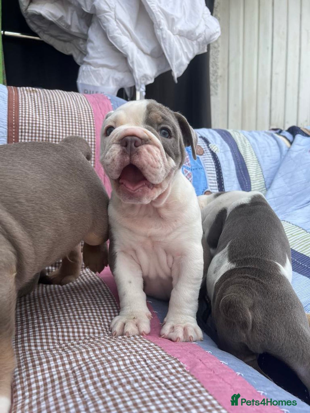 Olde English Bulldogge dogs for sale: Puppies 07931561727 - Image 3