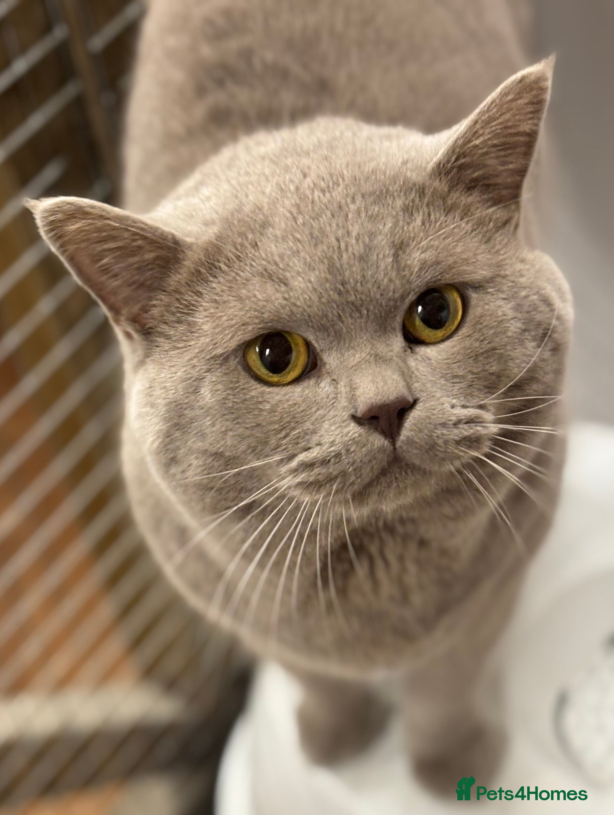 British Shorthair cats Gorgeous GCCF/TICA Reg Lilac Male for STUD ONLY  - Advert 15