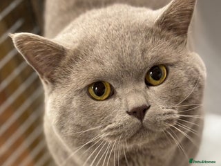 British Shorthair cats Gorgeous GCCF/TICA Reg Lilac Male for STUD ONLY - Advert 11