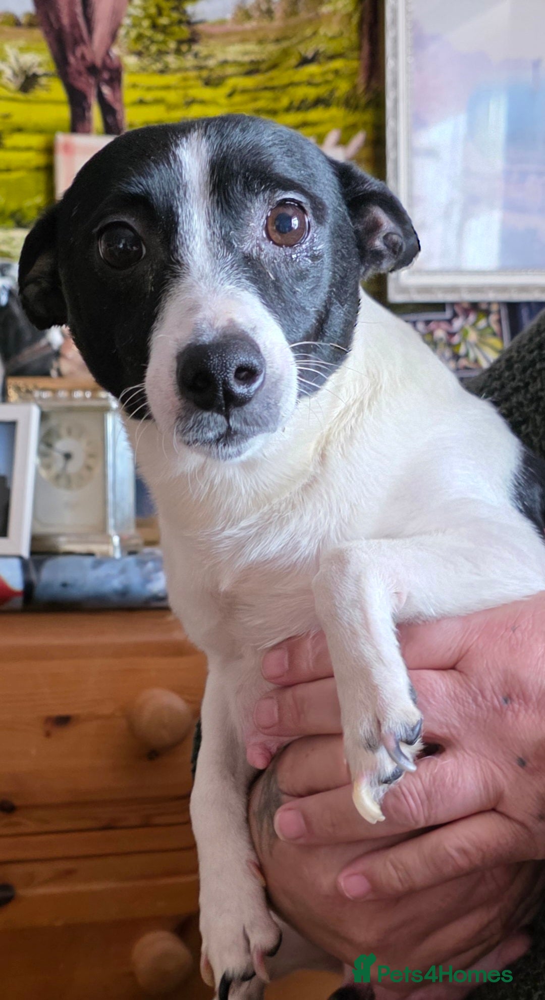 Mixed Breed dogs for sale: Jack Russell x German spitz klein puppies - Advert 6