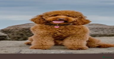 Cockapoo dogs - Advert 4