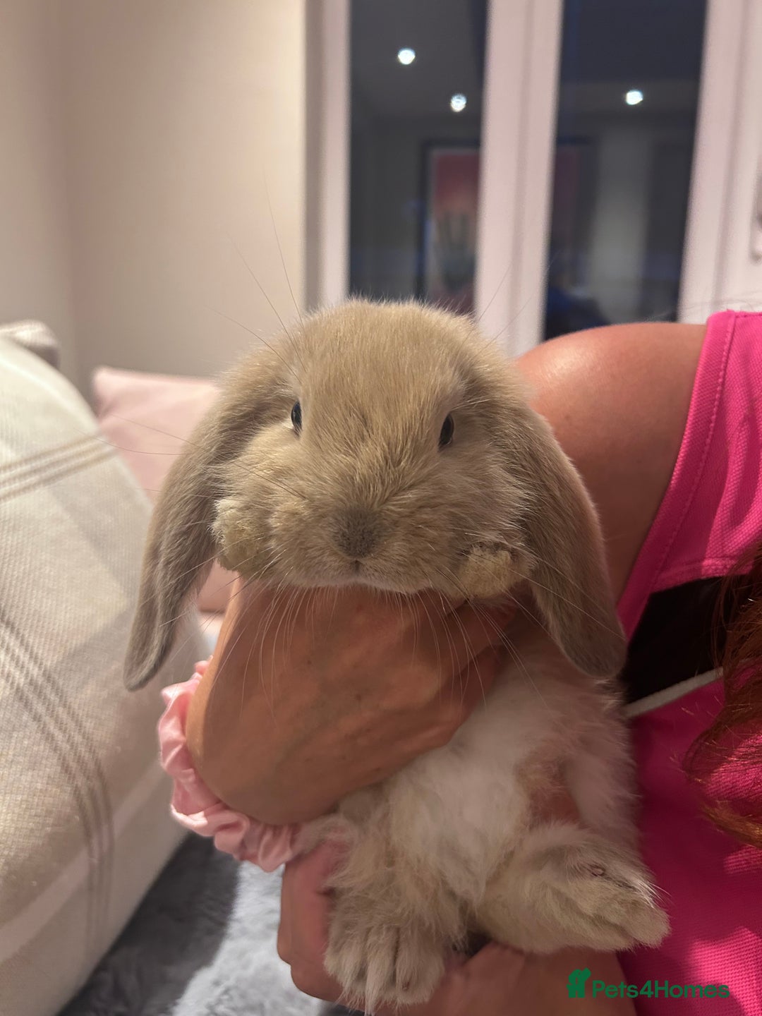 French Lop rabbits for sale: Pure bred French lop bunnies - Image 6