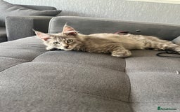 Maine Coon cats for sale: Last 2 boys left   - Image 14