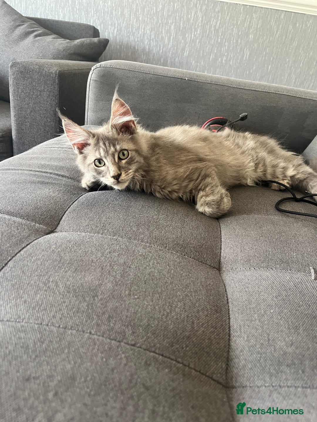Maine Coon cats for sale: Last 2 boys left   - Image 14